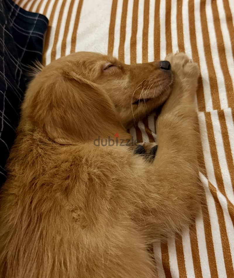 Golden Retriever puppy 2