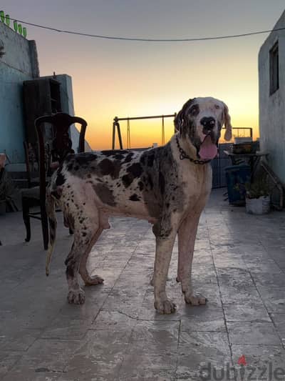 Great Dane for sale