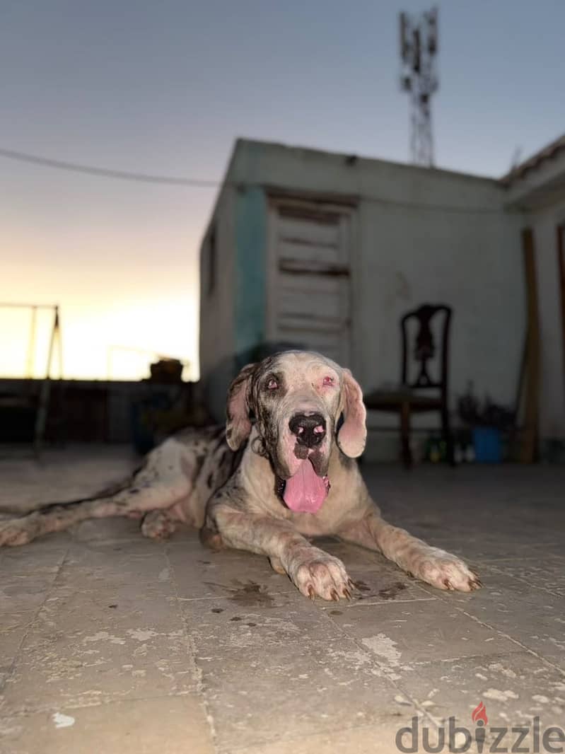 Great Dane for sale 1