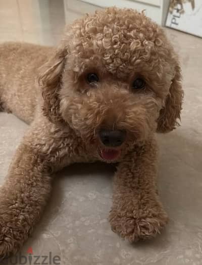 pure poodle dog