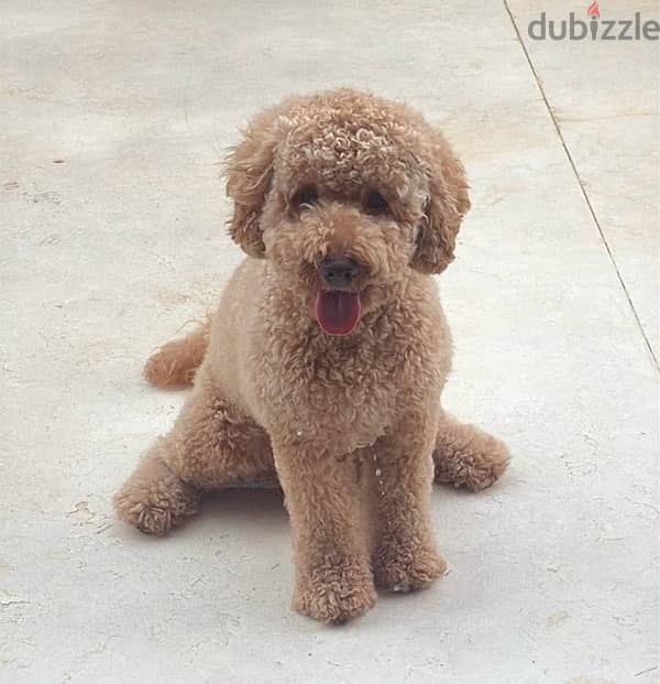 pure poodle dog 1