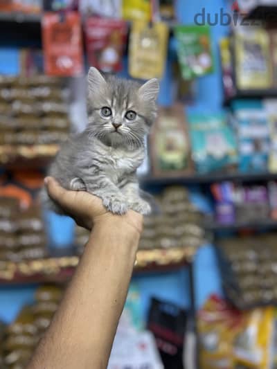 قطط صغيره