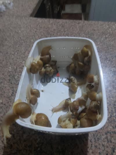 حلزونات