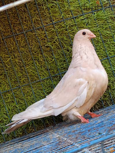 زغلول اصفر ورق مستوي محترم