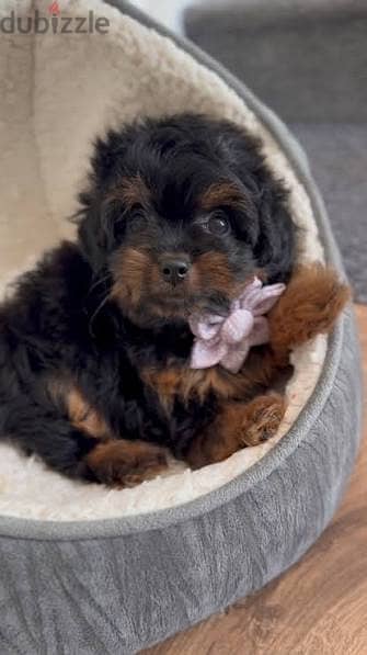 Female maltipoo mini teacup