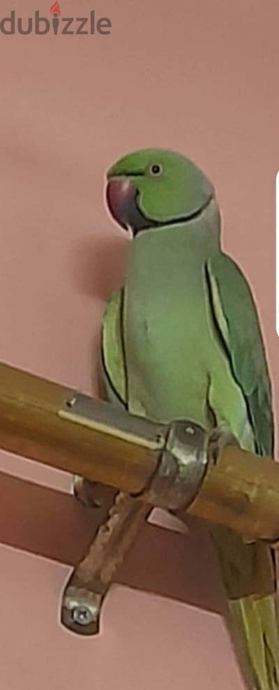 ببغاء الدره الهندي