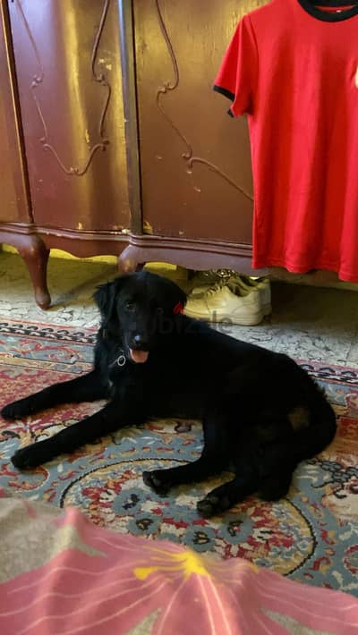 black retriever