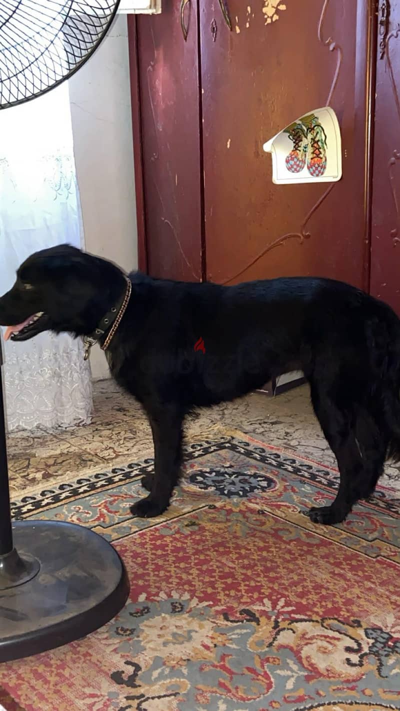 black retriever 1