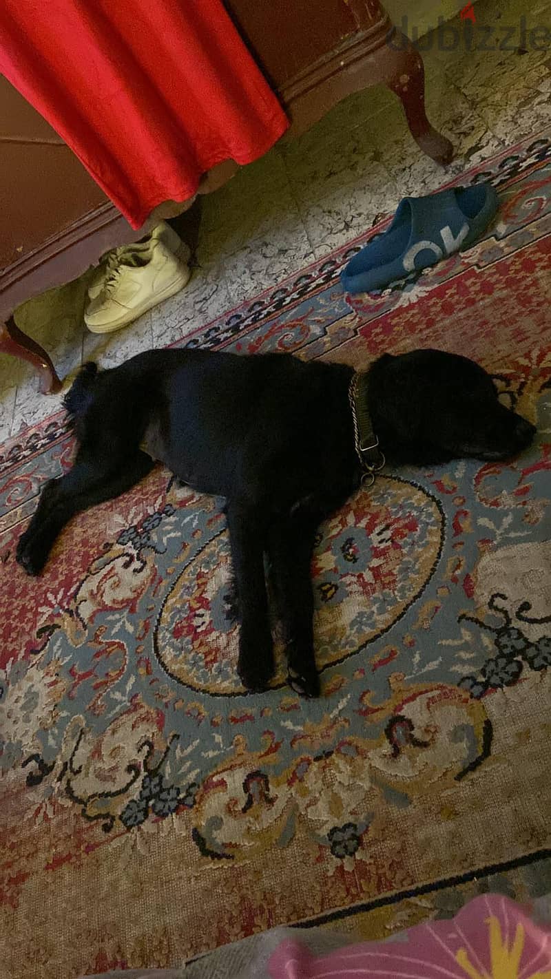 black retriever 2