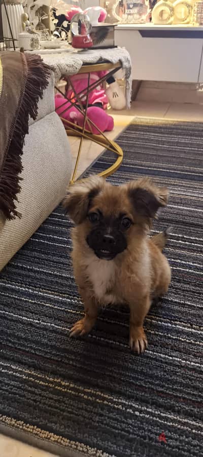 Pekingese
