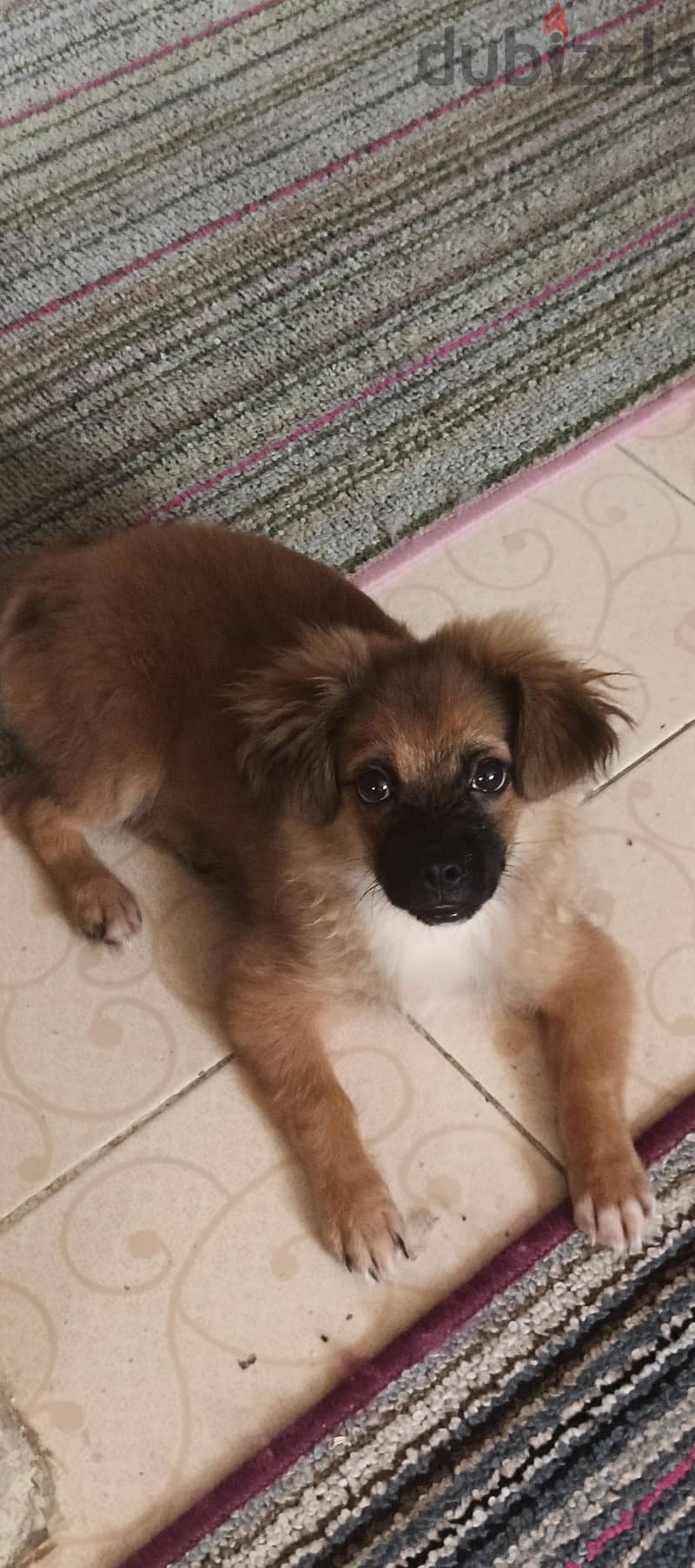 Pekingese 1