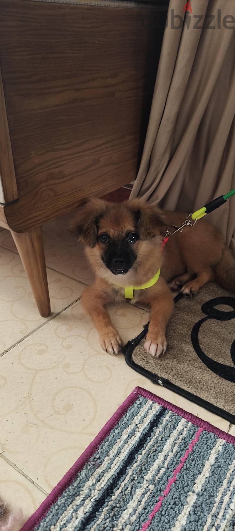 Pekingese 3