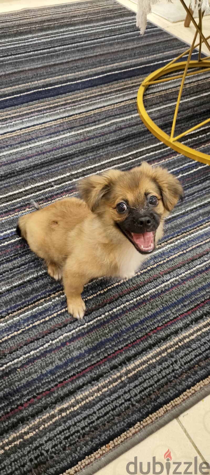 Pekingese 4