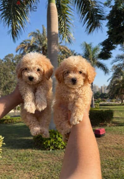 multipo puppies