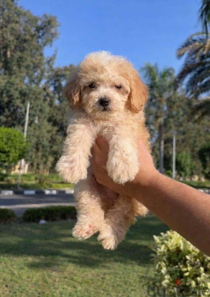 multipo puppies 1
