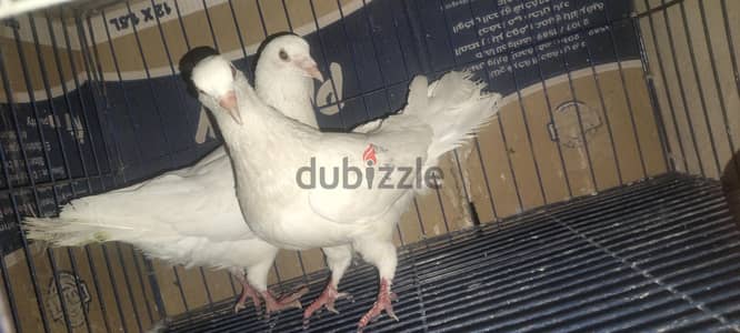 قص لاحم فرنساوي أول شغل