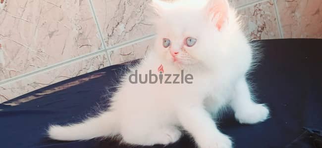 قطاقيط هيمالايا