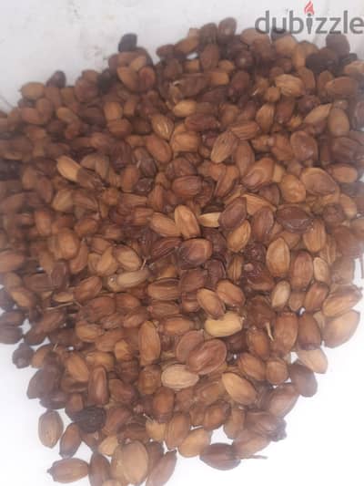 Natural Neem Seeds – 2026 Harvest