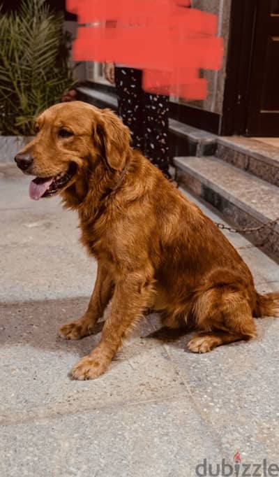 Golden retriever