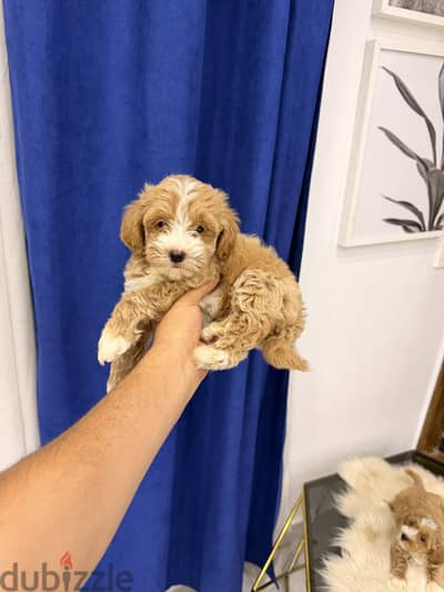 Poodle maltipoo toypoodle مالتيبو