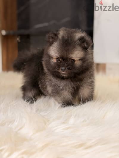 Pomeranian puppy بومرينيان