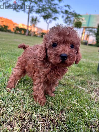 Jewel Dogs | Premium Toy Poodle