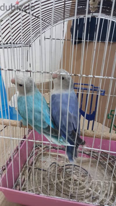 عصافير روز