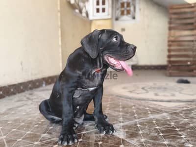 cane Corso puppies