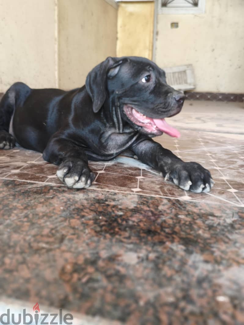 cane Corso puppies 1