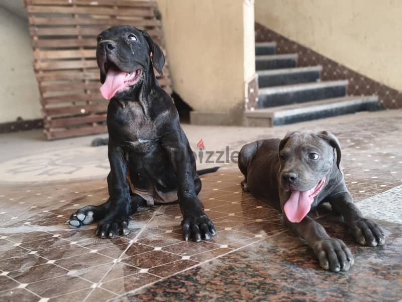 cane Corso puppies 2