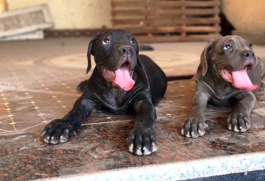 cane Corso puppies 3