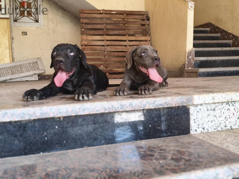 cane Corso puppies 4