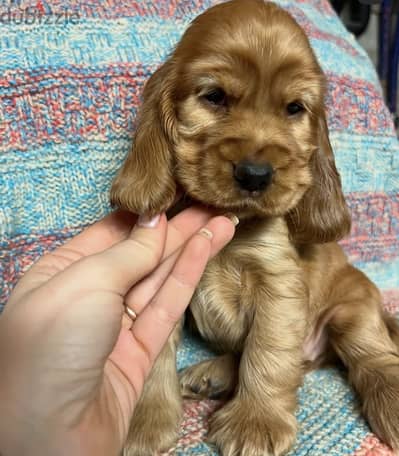 Cocker
