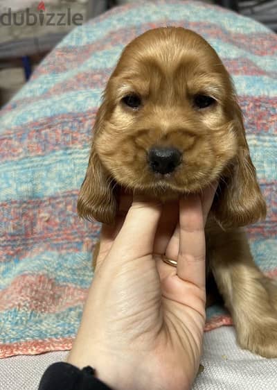 Cocker puppy