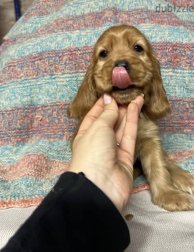 Cocker كوكر سبانيول