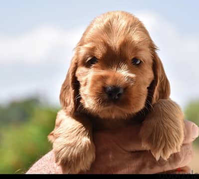 Cocker __ cocker _كوكر اسباني