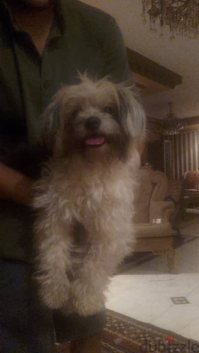 كلبه شينزو . Shih tzu dog