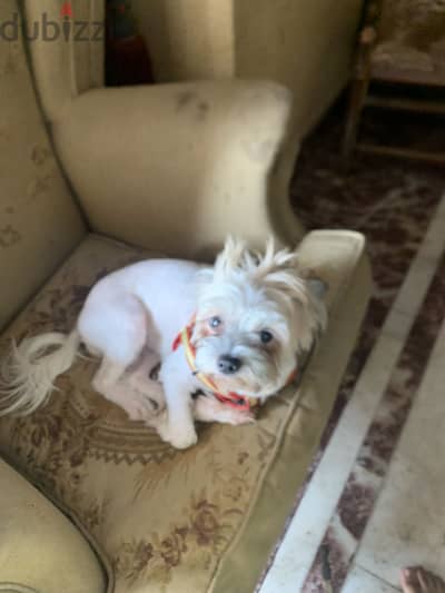 كلبة شيه تزو بيور | Purebred Shih Tzu pure