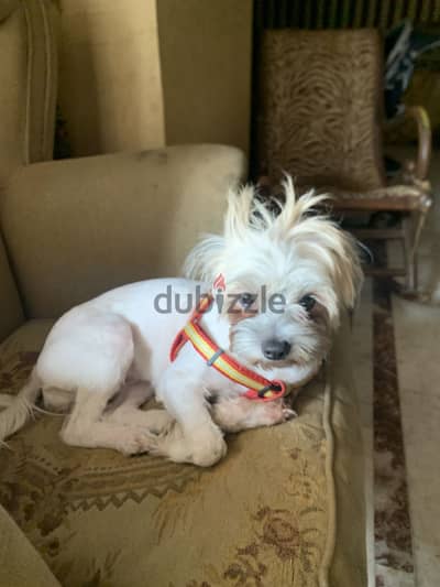 كلبة شيه تزو بيور | Purebred Shih Tzu pure