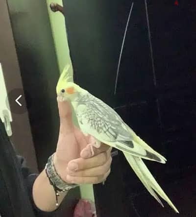 انثي ايزابيل اليفه طيران حر بالمنزل امن للاطفال