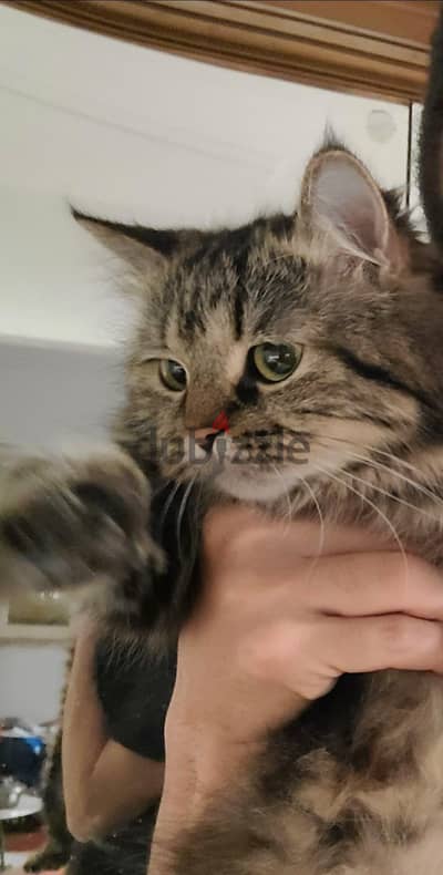 catty