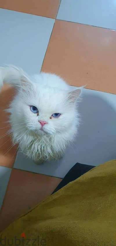 cattt