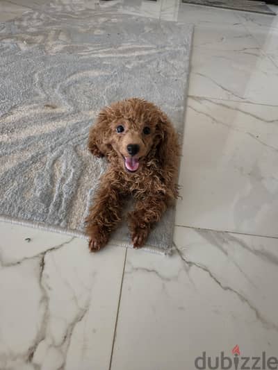 female toy poodle
