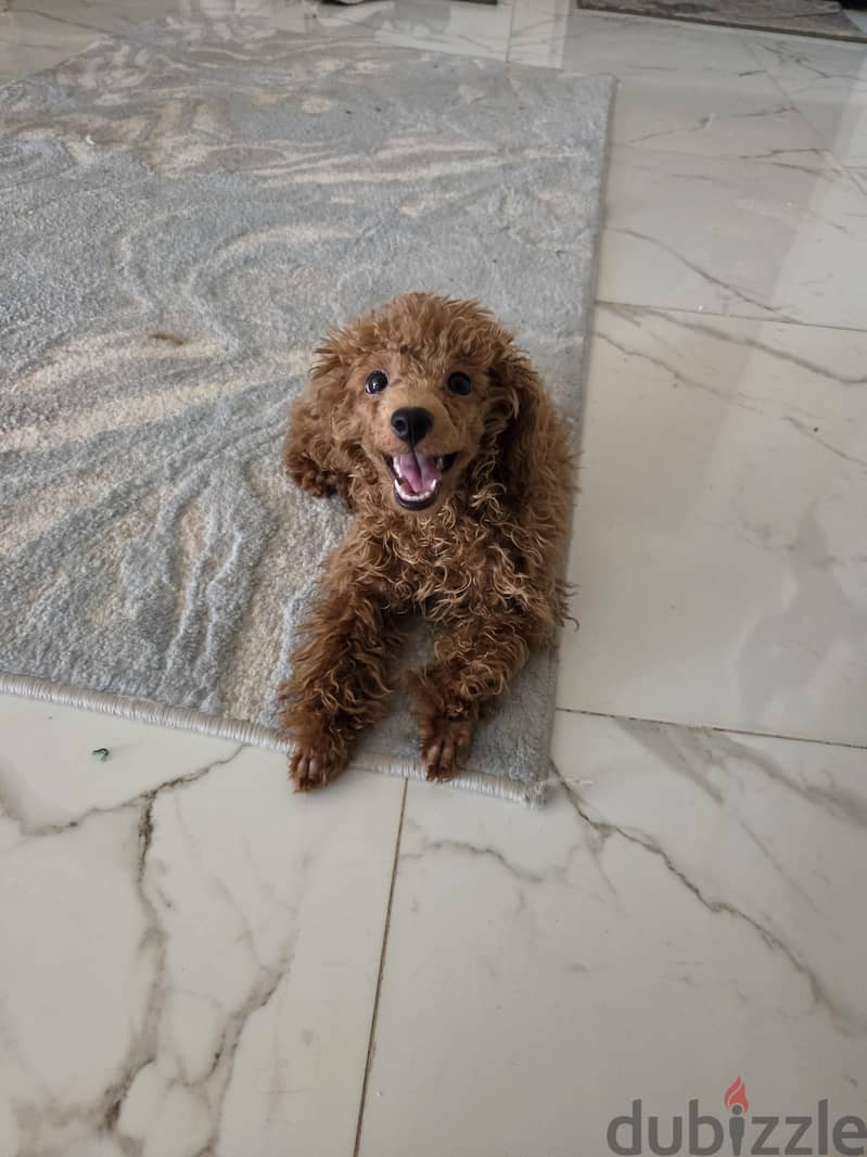 female toy poodle 1