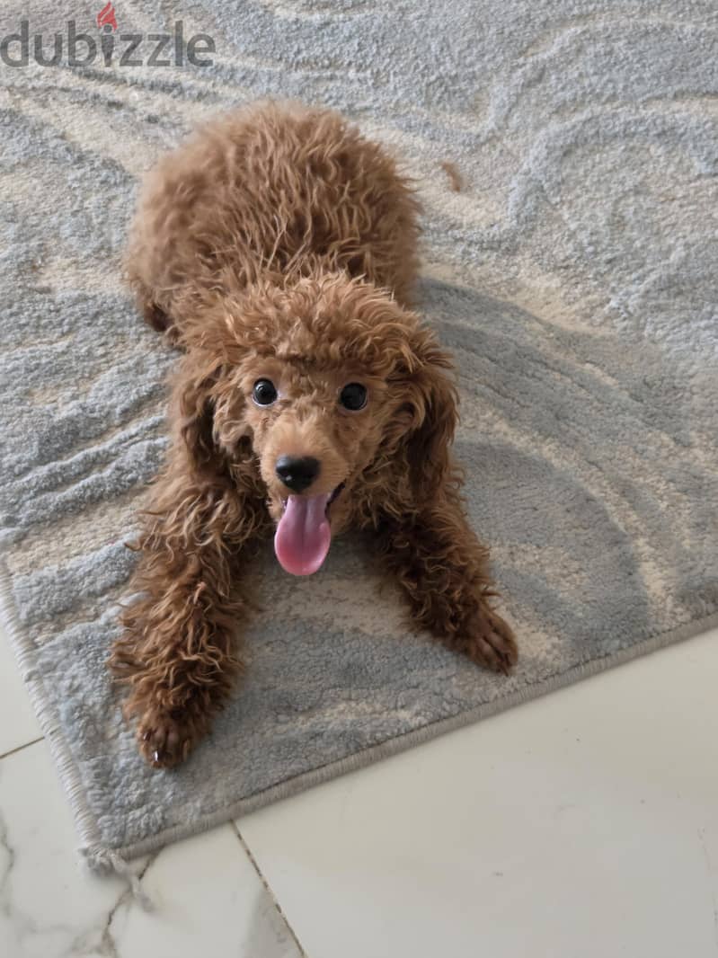 female toy poodle 2