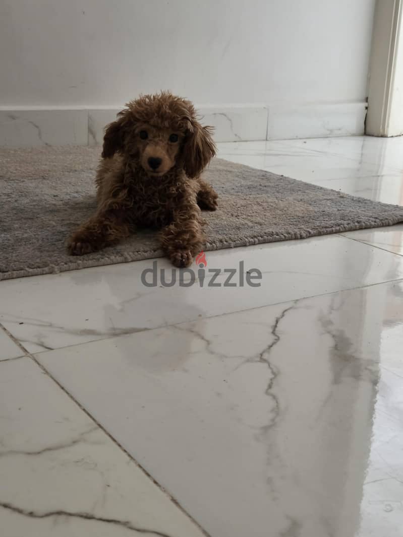 female toy poodle 3