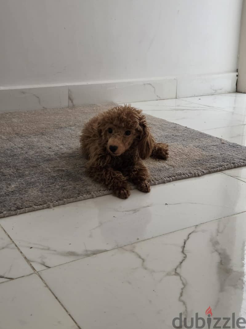 female toy poodle 4