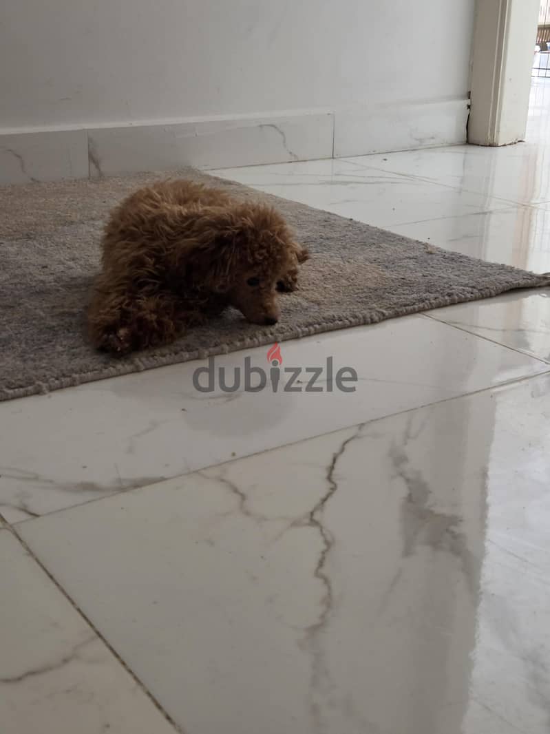 female toy poodle 5