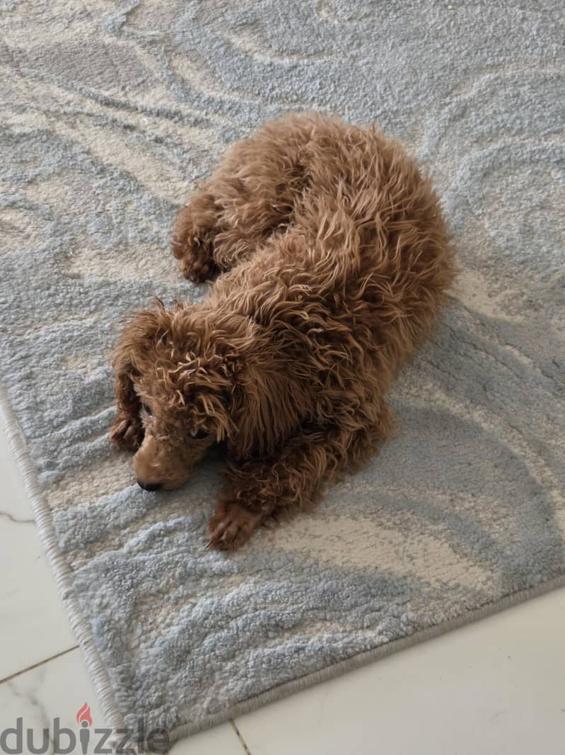 female toy poodle 6