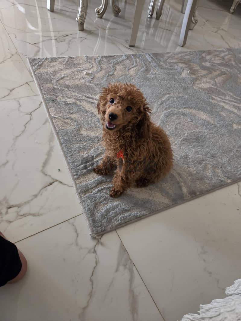 female toy poodle 7